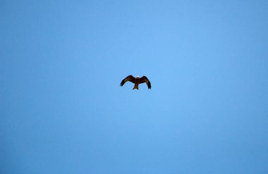 Genç şahin engin büyük kanatların üzerinde havada süzülüyor, parlak bahar mavi gökyüzünün arka planına karşı. Avcı şahin madencilik arayışında gökyüzünde uçar..