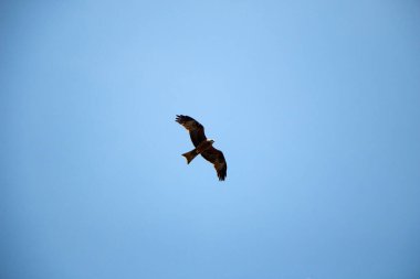 Genç şahin engin büyük kanatların üzerinde havada süzülüyor, parlak bahar mavi gökyüzünün arka planına karşı. Avcı şahin madencilik arayışında gökyüzünde uçar..