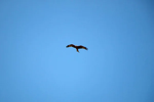 若い鷹は 明るい春の青空を背景に 粗い大きな翼の上に空気中で急増しています 捕食者の鷹は採掘を求めて空を飛ぶ — ストック写真