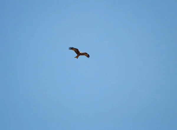 Young Falcon Soaring Air Coarse Big Wings Background Bright Spring — Stock Photo, Image