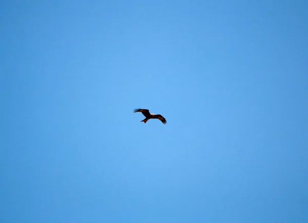 年轻的猎鹰用粗糙的大翅膀 在明亮的春天蓝天的背景下 在空中飞翔 掠夺性的鹰在空中飞来飞去寻找矿藏 — 图库照片