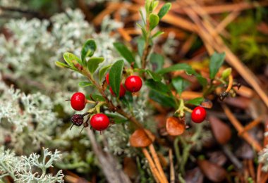 Yeşil yapraklı, sulu kırmızı yaban mersini ormanda yosunların arasında yetişir.. 
