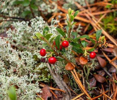 Yeşil yapraklı, sulu kırmızı yaban mersini ormanda yosunların arasında yetişir.. 