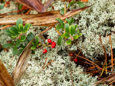Yeşil yapraklı, sulu kırmızı yaban mersini ormanda yosunların arasında yetişir.. 