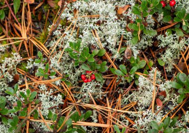 Yeşil yapraklı, sulu kırmızı yaban mersini ormanda yosunların arasında yetişir.. 