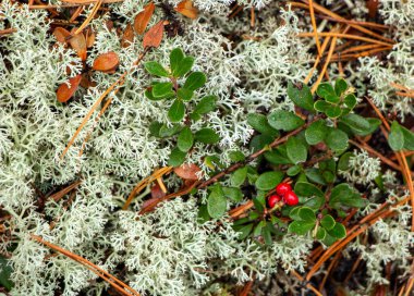 Yeşil yapraklı, sulu kırmızı yaban mersini ormanda yosunların arasında yetişir.. 