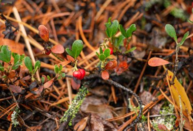 Yeşil yapraklı, sulu kırmızı yaban mersini ormanda yosunların arasında yetişir.. 