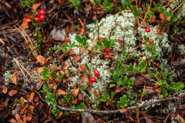 Yeşil yapraklı, sulu kırmızı yaban mersini ormanda yosunların arasında yetişir.. 