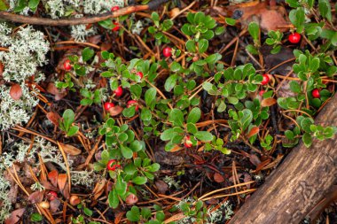 Yeşil yapraklı, sulu kırmızı yaban mersini ormanda yosunların arasında yetişir.. 