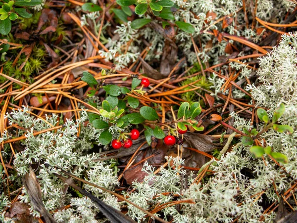 Juicy Arándano Rojo Con Hojas Verdes Crece Entre Musgo Bosque — Foto de Stock