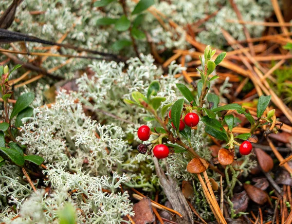 Succosa Bacca Mirtillo Rosso Con Foglie Verdi Cresce Tra Muschio — Foto Stock