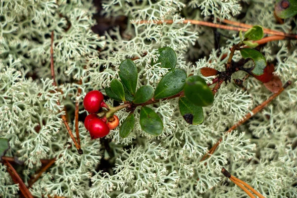 Succosa Bacca Mirtillo Rosso Con Foglie Verdi Cresce Tra Muschio — Foto Stock