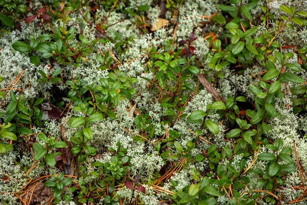 Ζουμερό Κόκκινο Lingonberry Μούρα Πράσινα Φύλλα Μεγαλώνει Μεταξύ Βρύα Στο — Φωτογραφία Αρχείου