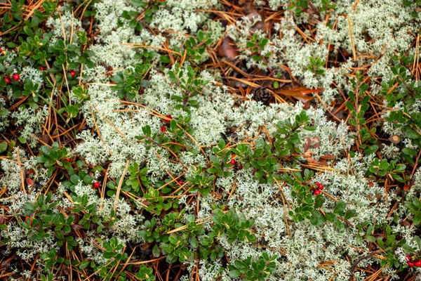 Succosa Bacca Mirtillo Rosso Con Foglie Verdi Cresce Tra Muschio — Foto Stock