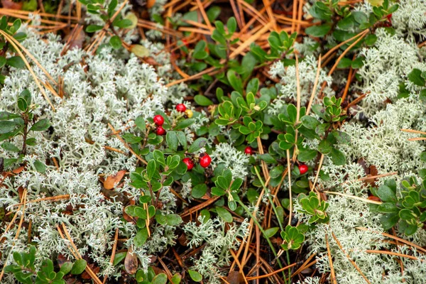 Succosa Bacca Mirtillo Rosso Con Foglie Verdi Cresce Tra Muschio — Foto Stock