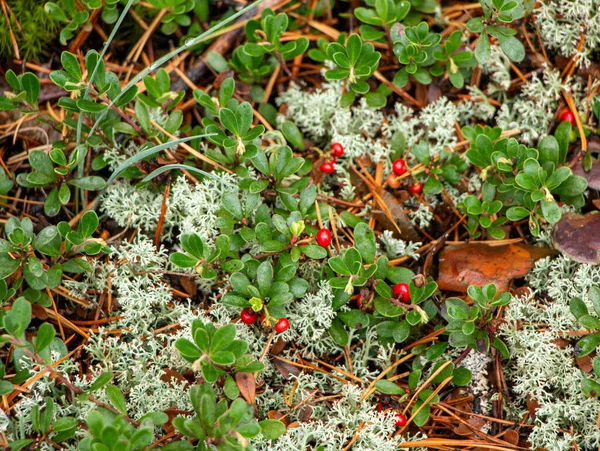 Succosa Bacca Mirtillo Rosso Con Foglie Verdi Cresce Tra Muschio — Foto Stock