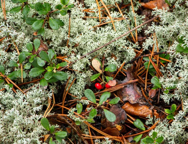 Juicy Red Lingonberry Berry Green Leaves Grows Moss Forest — Stock Photo, Image