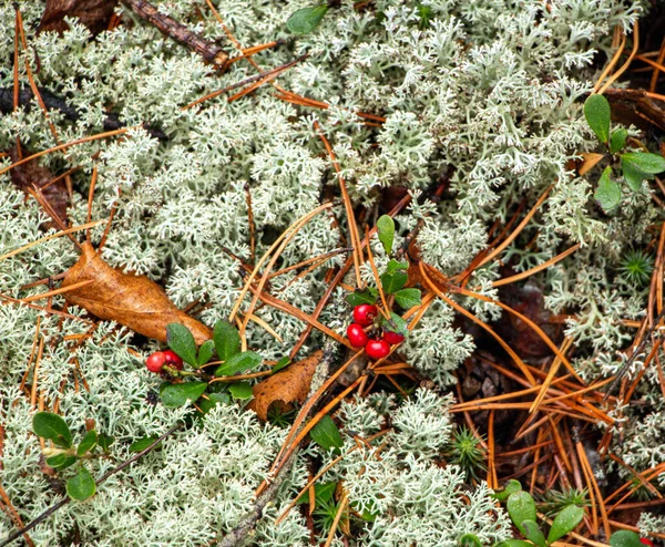 Šťavnaté Červené Brusinky Zelenými Listy Roste Mezi Mechem Lese — Stock fotografie