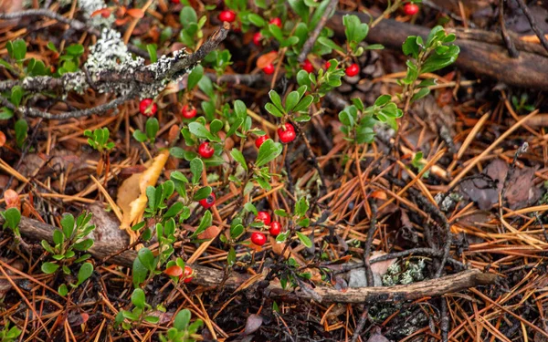 Szaftos Vörös Áfonya Zöld Levelekkel Moha Között Erdőben — Stock Fotó