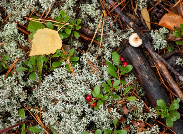 Baga Mirtilo Vermelha Suculenta Com Folhas Verdes Cresce Entre Musgo — Fotografia de Stock