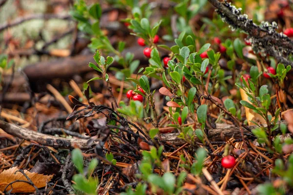 Ζουμερό Κόκκινο Lingonberry Μούρα Πράσινα Φύλλα Μεγαλώνει Μεταξύ Βρύα Στο — Φωτογραφία Αρχείου