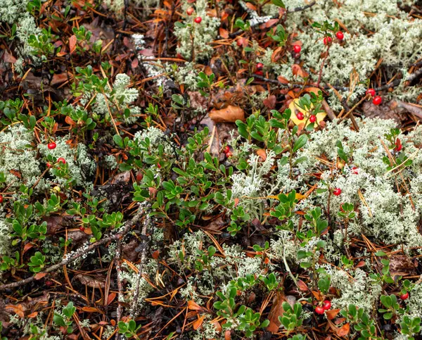 Succosa Bacca Mirtillo Rosso Con Foglie Verdi Cresce Tra Muschio — Foto Stock