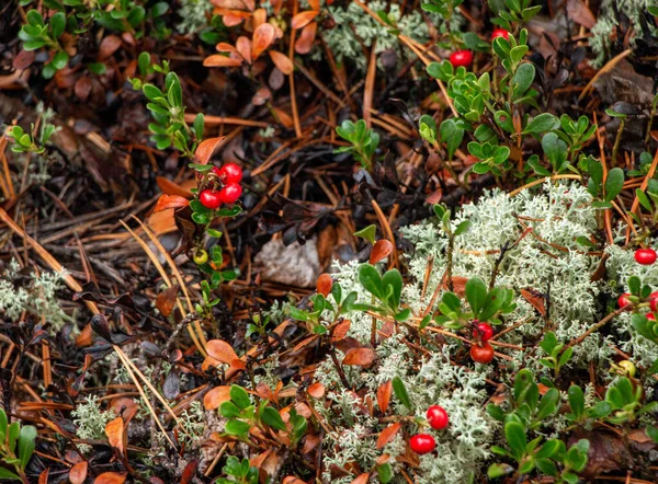 Baga Mirtilo Vermelha Suculenta Com Folhas Verdes Cresce Entre Musgo — Fotografia de Stock