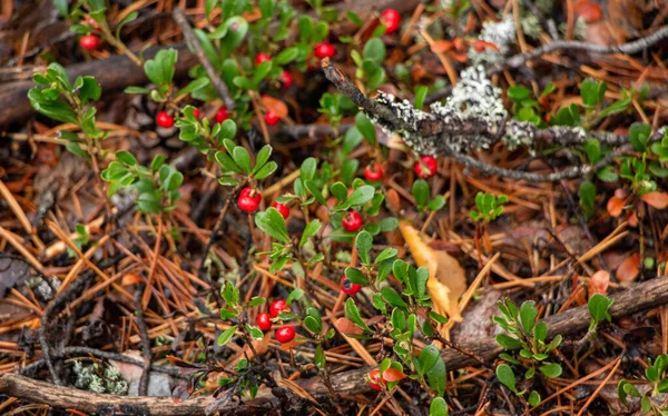 Juicy Arándano Rojo Con Hojas Verdes Crece Entre Musgo Bosque Imagen De Stock