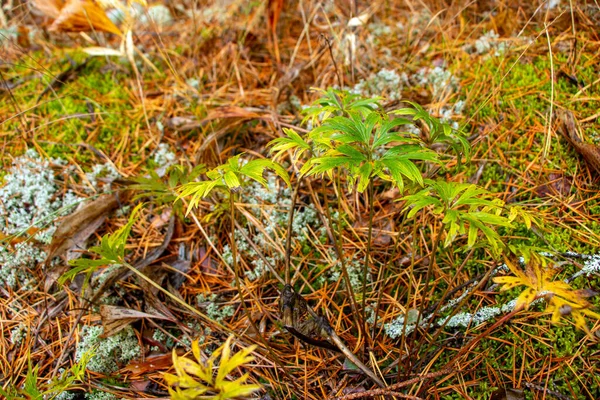 Krásný Lesní Mech Mech Vánoční Jehličí Padlé Podzimní Listy Bobule — Stock fotografie
