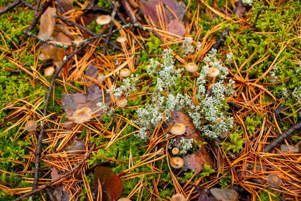 Beautiful Texture Forest Moss Moss Christmas Needles Fallen Autumn Leaves — Stock Photo, Image