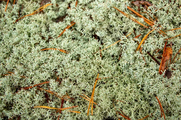 Hermosa Textura Musgo Del Bosque Moss Con Agujas Navidad Hojas — Foto de Stock