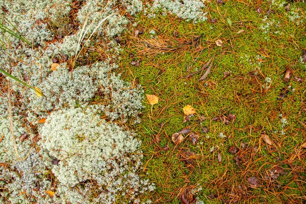 Bonita Textura Musgo Floresta Musgo Com Agulhas Natal Folhas Outono — Fotografia de Stock