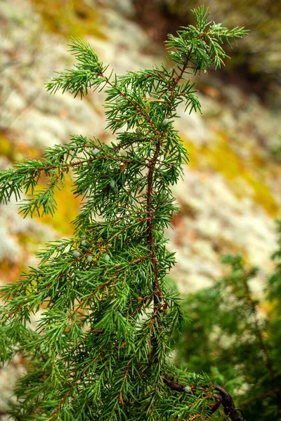 Grenarna Barrträd Tall Och Och Enbuskar Med Saftiga Gröna Nålar — Stockfoto