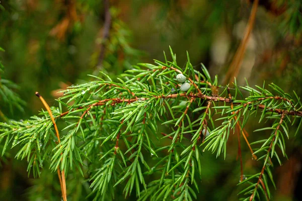 Grenarna Barrträd Tall Och Och Enbuskar Med Saftiga Gröna Nålar — Stockfoto