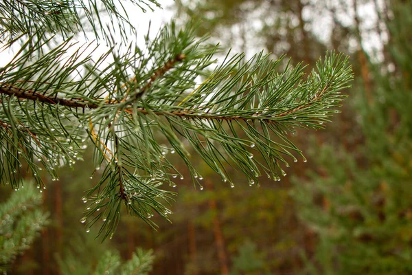 The branches of coniferous trees of pine and ate, and juniper bushes with juicy green needles, cones and berries and transparent raindrops after a thunderstorm.