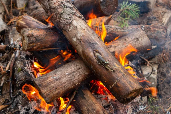 Falò Fatto Bastoncini Pino Rami Sta Bruciando Con Una Fiamma — Foto Stock