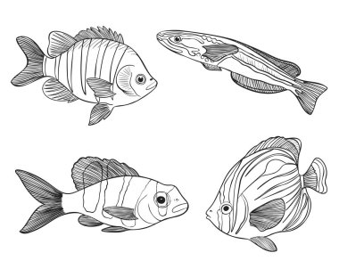 Resif, Sketch Vector İllüstrasyonunu Balıklıyor. El Kaplama Sualtı Hayvanları Seti. Balıkçılık Mağazası, Deniz Ürünleri Tasarımı için Gerçekçi Doğa Elementleri.