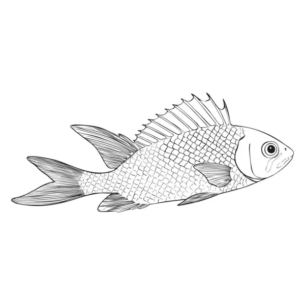 Reef Fishes Sketch Vector Illustration. Hand Drawn Underwater Animals Set. Realistic Nature Elements for Fishing Store, Seafood Design. — Stock Vector