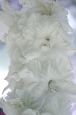 Çiçek sergisinde güzel bir gladiolus çiçeği. İzole edilmiş parlak bahçe bitkisi. Dekoratif çiçekler. Kapat..