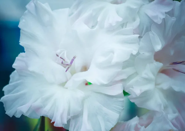 Bela flor gladiolus em exposição floral. Planta de jardim de seleção brilhante isolada. Flores decorativas. Fechar. — Fotografia de Stock