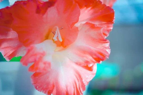 Bela flor gladiolus em exposição floral. Planta de jardim de seleção brilhante isolada. Flores decorativas. Fechar. — Fotografia de Stock