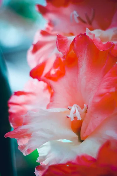 Piękny kwiat gladiolu na wystawie kwiatowej. Izolacja jasny wybór roślin ogrodowych. Kwiaty dekoracyjne. Zamknij się.. — Zdjęcie stockowe
