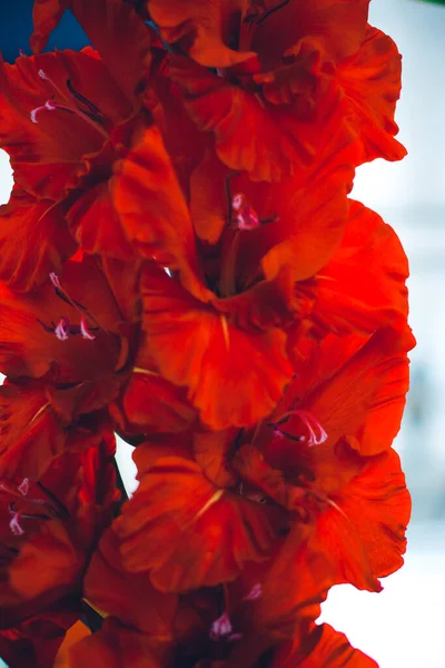 Bela flor gladiolus em exposição floral. Planta de jardim de seleção brilhante isolada. Flores decorativas. Fechar. — Fotografia de Stock