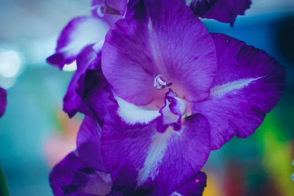 Prachtige gladiolen bloem op bloemen tentoonstelling. Geïsoleerde heldere selectie tuinplant. Decoratieve bloemen. Sluiten.. — Stockfoto