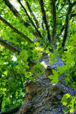 Yaşlı bir ağaca ve yemyeşil yaprakların arasından güneş ışınlarına bakıyorum. Eski ağaç gövdesi ve güneş ışığıyla yaz mevsimi serinliği.