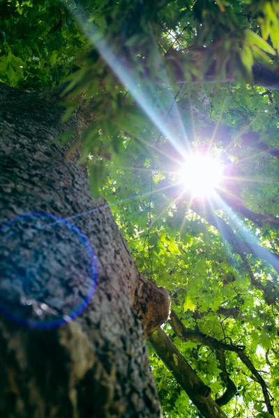 Ser upp till ett gammalt träd och solstrålar genom frodiga blad. Sommar kyla bakgrund med gamla träd stam och sol fackla närbild. — Stockfoto