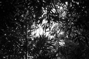 Botanik bahçesindeki bambu ağaçları. Doğulu zen ormanı geçmişi.