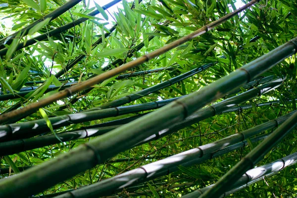 Bambusträd i en botanisk trädgård. Orientalisk zen skog bakgrund. — Stockfoto
