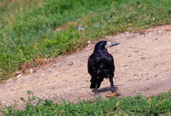 Zwarte kraai staand en eet slachtafvallen. Crane eet iets en kijkt toe. Predator vogel portret buiten. — Stockfoto