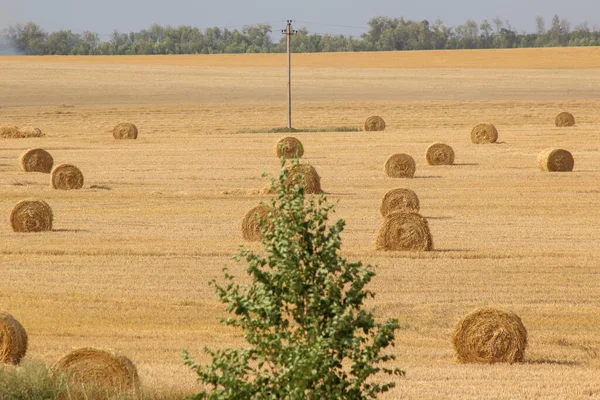 Heuhaufen bei der Sommerfeldernte im Hintergrund. Mittlerer Siedepunkt und herbstliche ländliche Szene mit Heuballen und Himmel. — Stockfoto